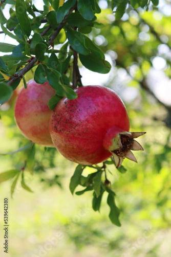 Ripe red Pomegranate fruit on branch with green leaves. Punica granatum tree with fruit on a sunny day