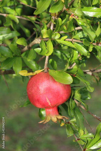 Ripe red Pomegranate fruit on branch with green leaves. Punica granatum tree with fruit on a sunny day