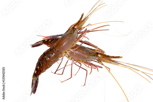 Fresh living shrimp, prawns isolated on white background