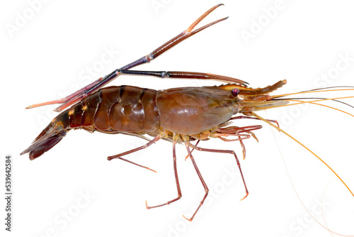 Fresh living shrimp, prawns isolated on white background © Kiran