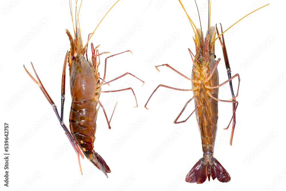 Fresh living shrimp, prawns isolated on white background Fresh living shrimp, prawns isolated on white background