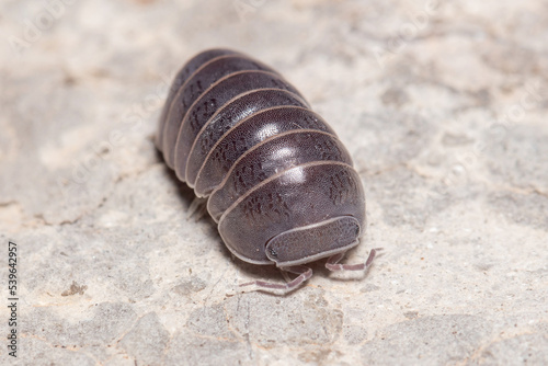 Roly poly bug  Armadillidium vulgare  walking on a concrete floor under the sun