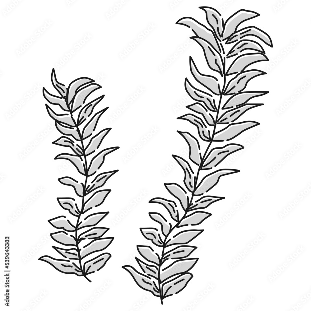 (白黒)アナカリスのイラスト(水草) (白黒)アナカリスのイラスト(水草)