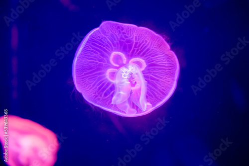 Moon Jellyfish in pink light in a large aquarium creating beautiful effect while in motion, fish tank, Aurelia limbata, Brownbanded moon jelly. Luminous jellyfish background. photo