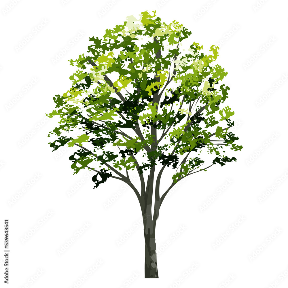 Big tree Big tree