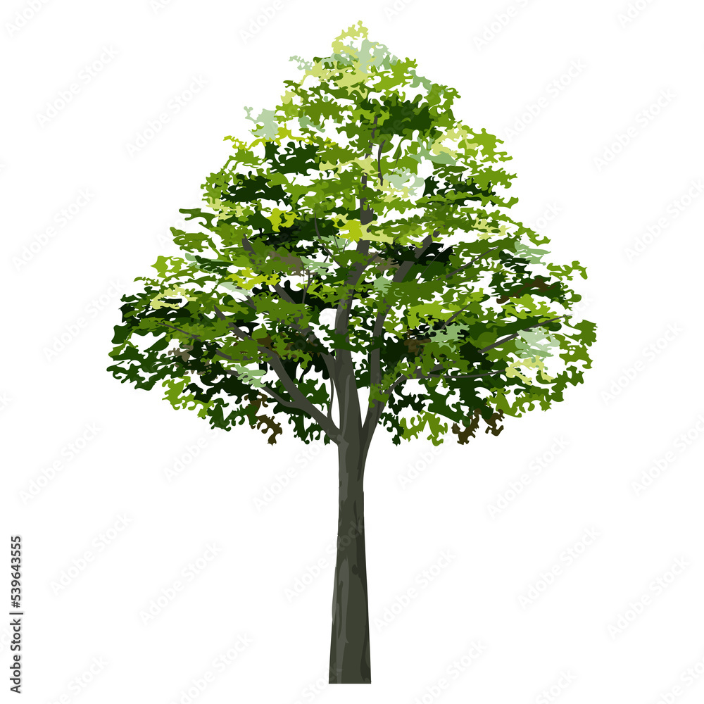 Obraz premium Big tree