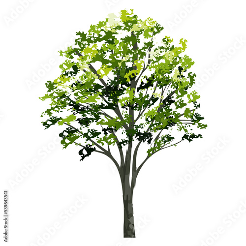 Big tree