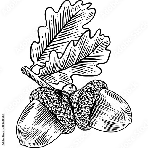 Hand drawn Acorn with Oak Leaves Sketch Illustration