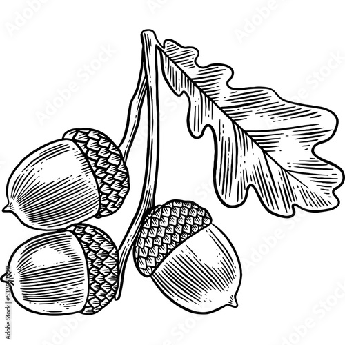 Hand drawn Acorn with Oak Leaves Sketch Illustration