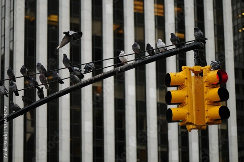 Canvas Print View of flock of birds perching on traffic light