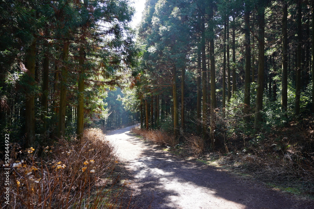 Obraz premium footpath in the sunny woods