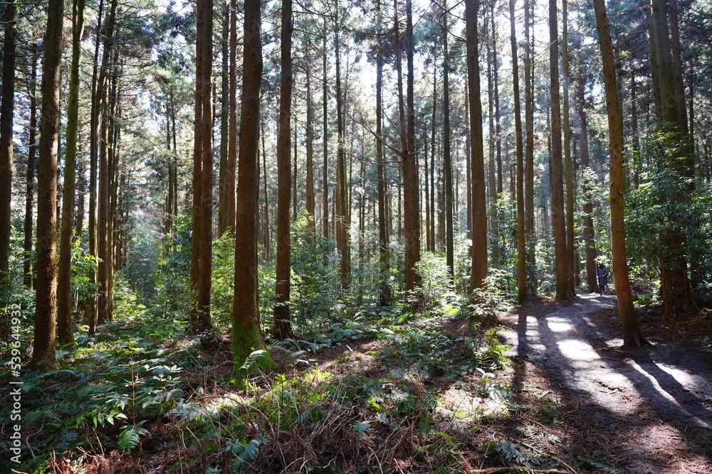 Obraz premium brilliant forest and fine path