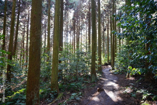 footpath in the sunny woods