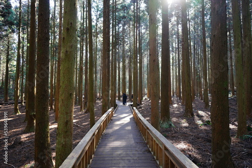 forest boardwalk and people in the gleaming sunlight