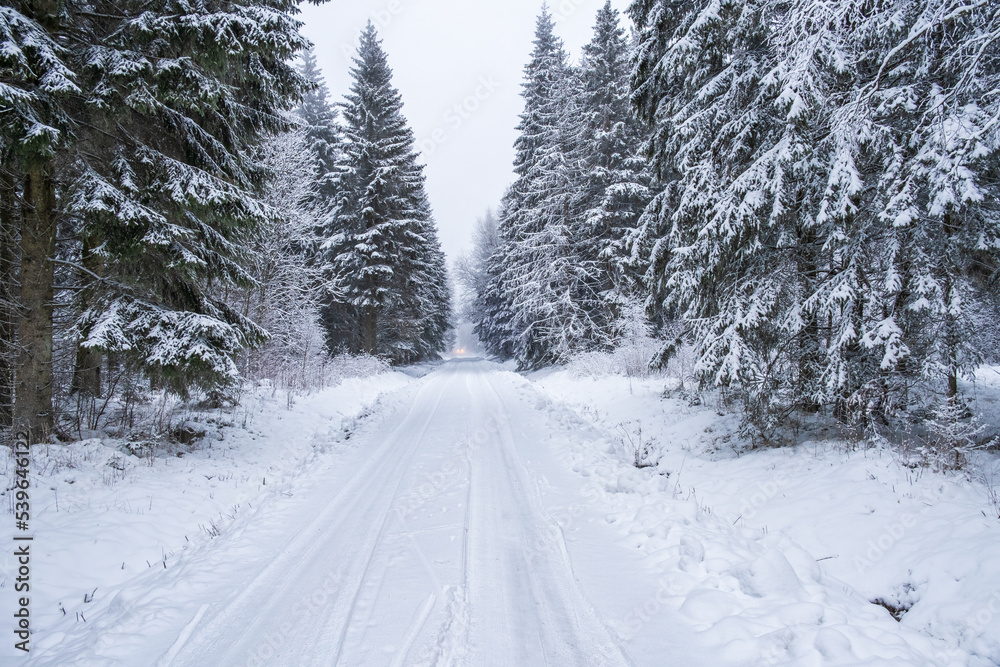 Snowy road in the woods