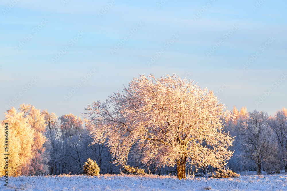 Tree on a meadow by a forest with snow and frost Tree on a meadow by a forest with snow and frost