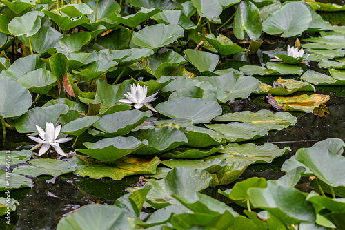 water lilies in the pond