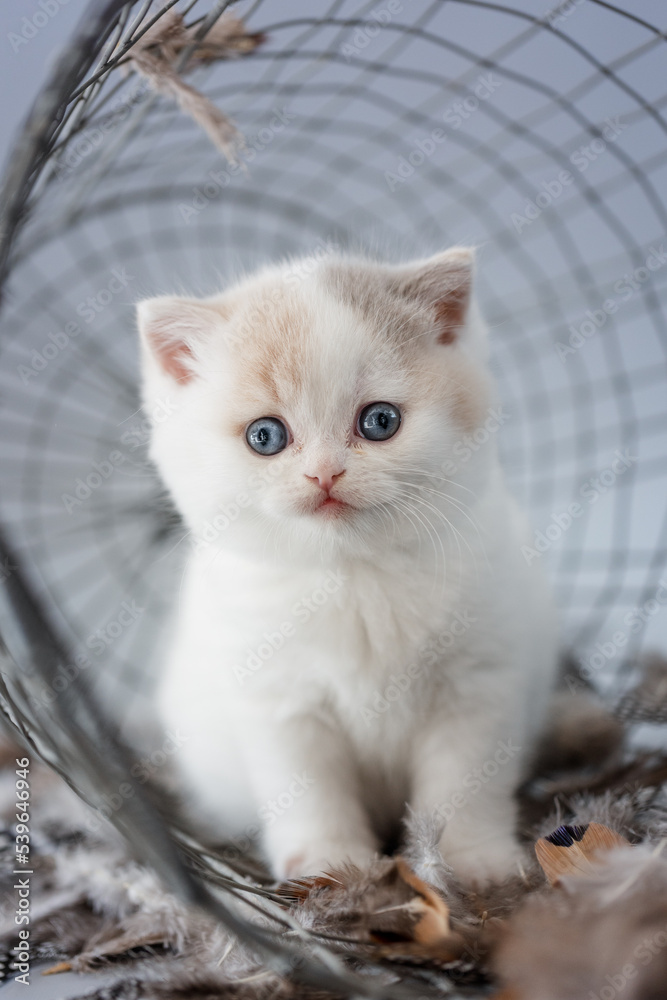 Katze mit Federn im Studio vor blauem Hintergrund