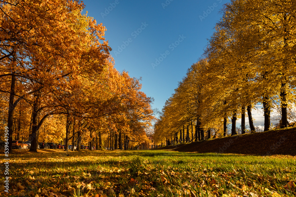 Autumn park landscape. Gold color trees, red orange foliage in fall park. Nature change scene. Yellow woods in scenic scenery in sunny day
