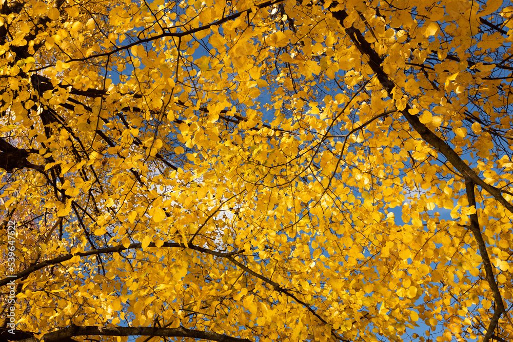 Yellow leaves in autumn season with warm sunlight from behind. Autumn park in the season of leaf fall. Beautiful nature Yellow leaves in autumn season with warm sunlight from behind. Autumn park in the season of leaf fall. Beautiful nature