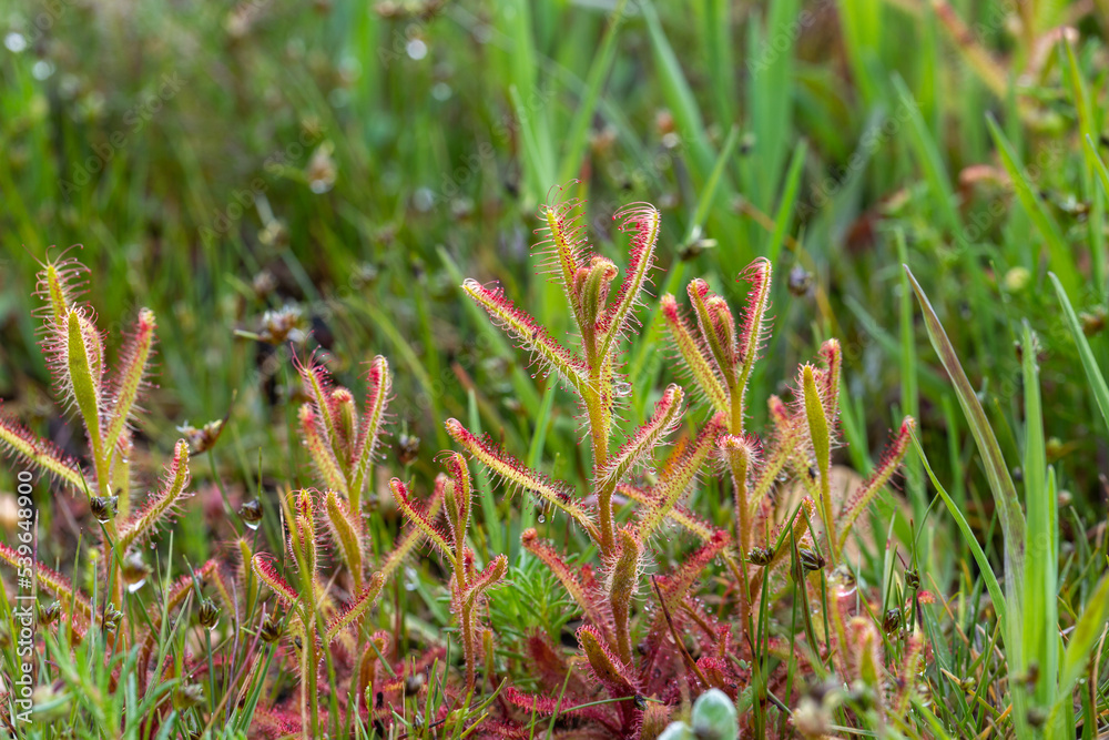 Some Drosera cistiflora in natural habitat in South Africa Some Drosera cistiflora in natural habitat in South Africa
