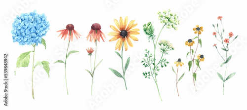 Beautiful floral set with watercolor hand drawn hydrangea echinacea and other field flowers. Stock illustration.