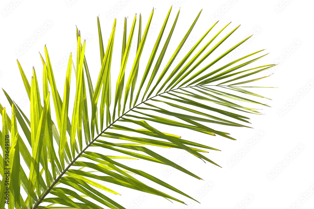 Fototapeta premium palme sur fond blanc