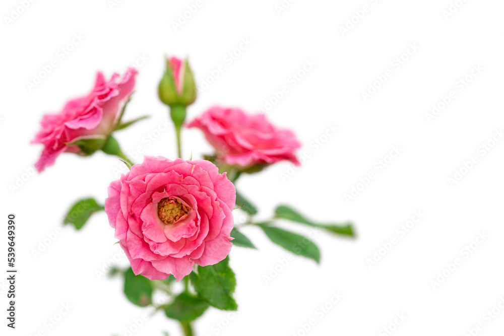 roses on a white background Leave space