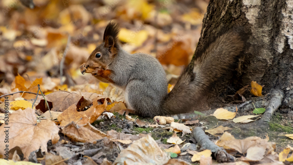 autumn squirrel in the forest is eating something autumn squirrel in the forest is eating something