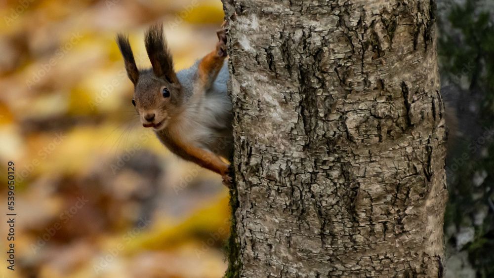 autumn squirrel in the forest is eating something