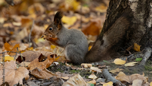 autumn squirrel in the forest is eating something