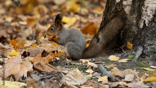 autumn squirrel in the forest is eating something