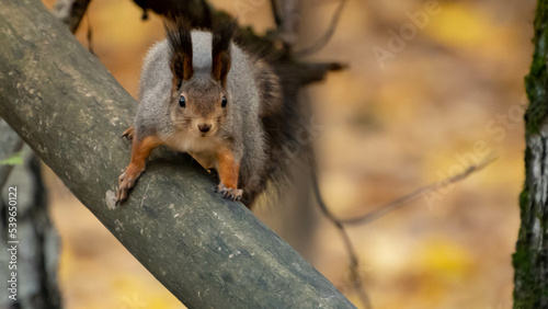 autumn squirrel in the forest is eating something