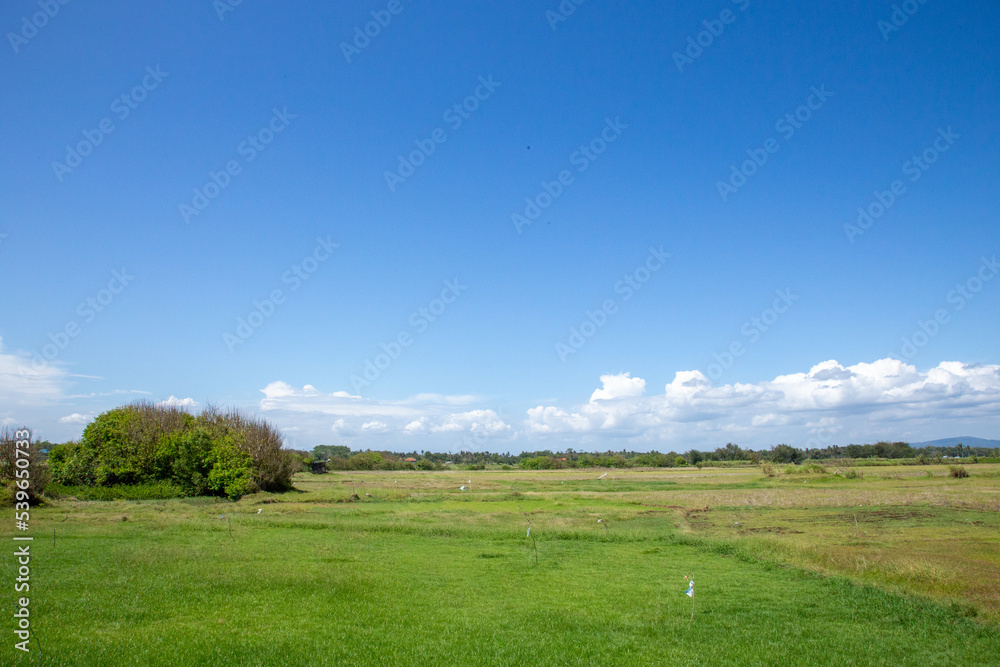 Meadow under the blue sky