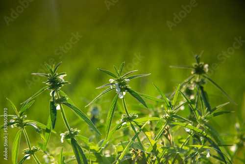 Grass Leucas aspera with white flower