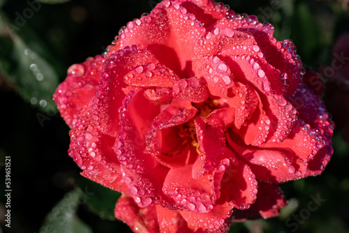 rose blossom with water drops in the sun