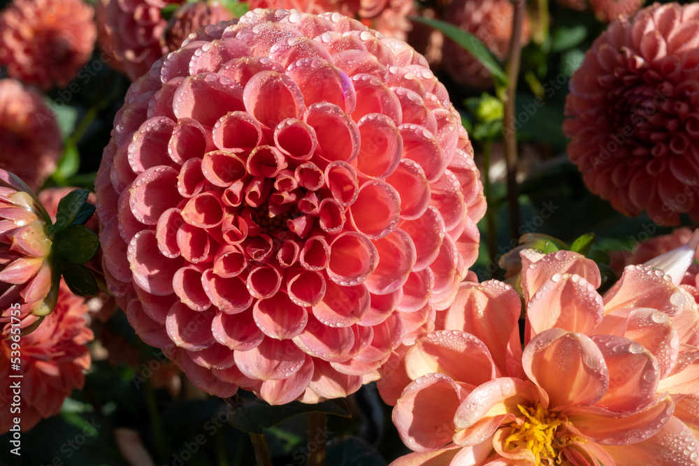 a blooming dahlia in autumn a blooming dahlia in autumn