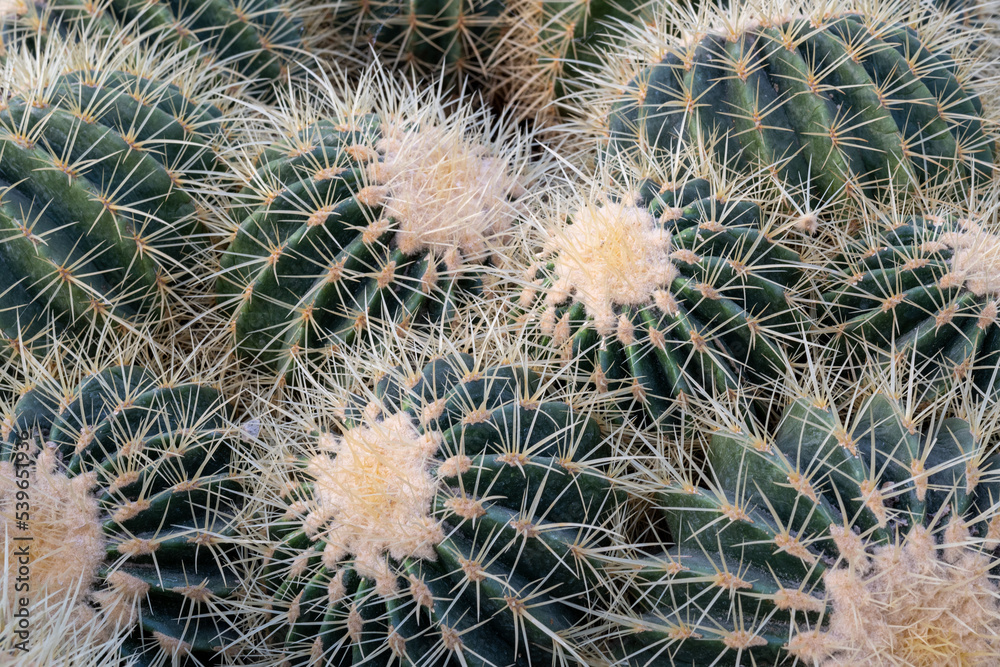 close up of cactus echino grusonii close up of cactus echino grusonii