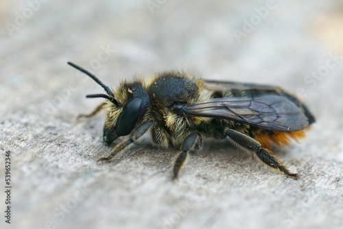 Macro shot of a patchwork leaf-cutter bee (Megachile centuncularis) photo