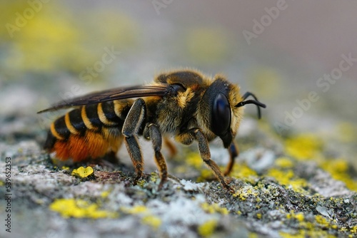 Macro shot of a patchwork leaf-cutter bee (Megachile centuncularis) photo