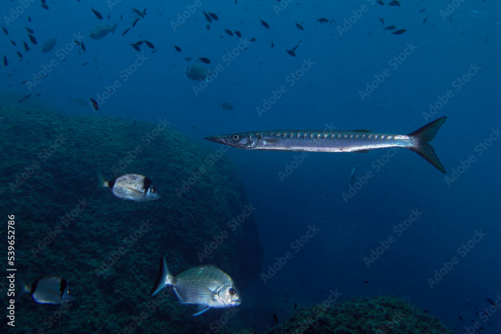 Fototapeta premium Yellowmouth barracuda or yellow barracuda (Sphyraena viridensis) in Mediterranean Sea
