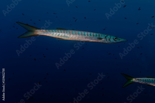 Yellowmouth barracuda or yellow barracuda (Sphyraena viridensis) in Mediterranean Sea photo