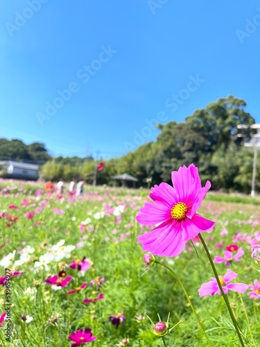 コスモス