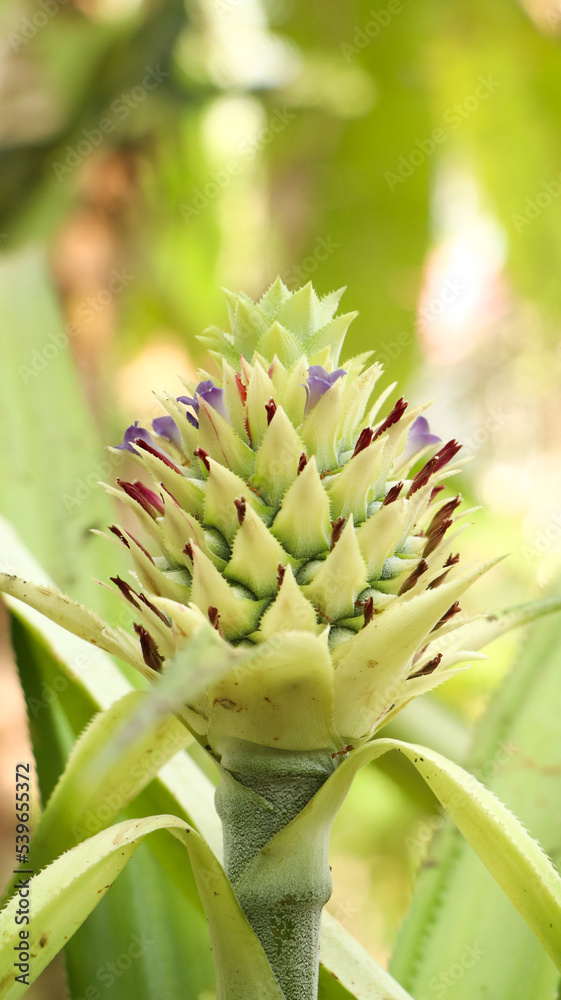 Fototapeta premium closeup of a baby green pineapple blooming from its flower in the agriculture farm