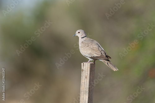 Close-up of an Eurasian collared dove on a perch