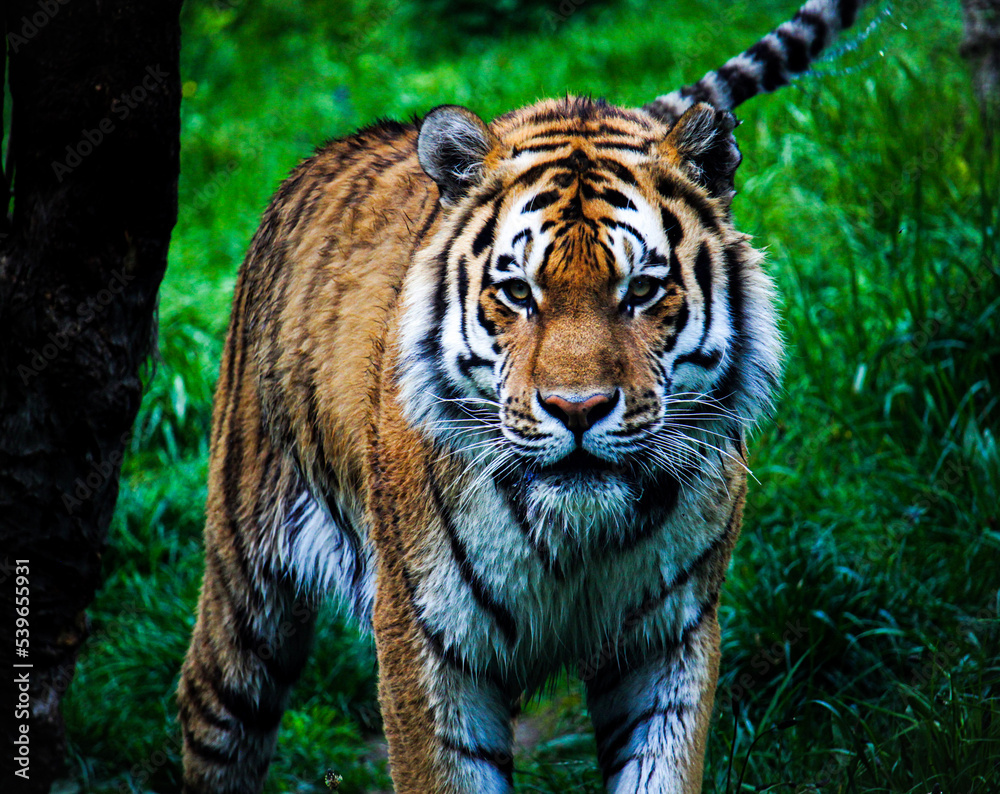 Obraz premium tiger in the wild