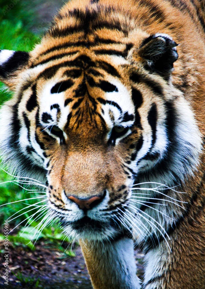 portrait of a tiger portrait of a tiger