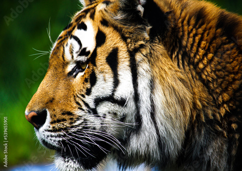 Fototapeta Naklejka Na Ścianę i Meble -  close up of a tiger