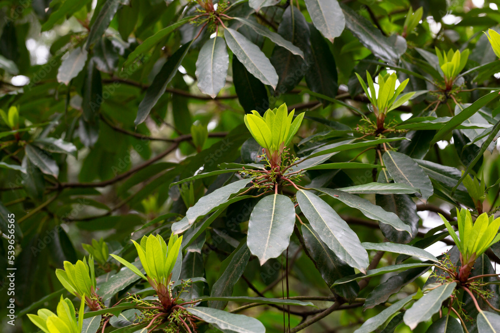 Young magnolia leaves on a branch. Magnolia grandiflora, commonly known as the southern magnolia or bull bay Young magnolia leaves on a branch. Magnolia grandiflora, commonly known as the southern magnolia or bull bay