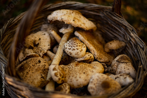 Parasol mushrooms ( Macrolepiota procera ) in basket. Parasol mushrooms The mushroom may be eaten raw. It is popular soaked in butter.